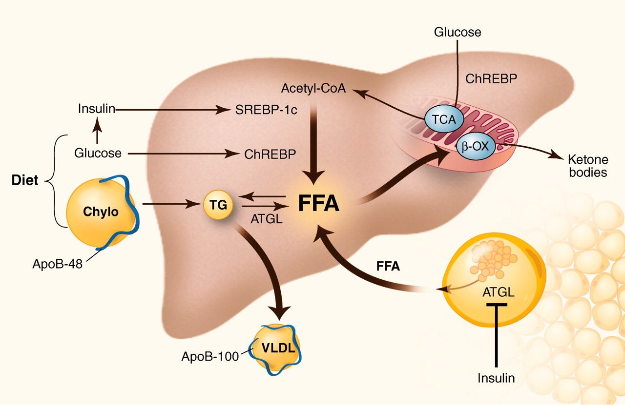 Understanding Your Lipid Profile Report